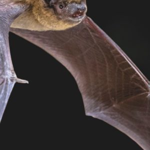 Creating a Home for Bats